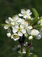 Obraz na płótnie Canvas Flowers of plum in the early spring