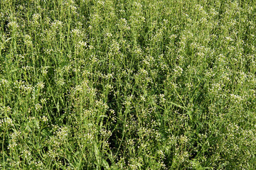 Capsella bursa-pastoris plants