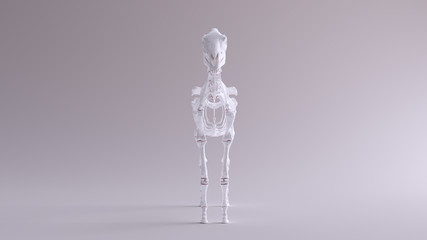 Horse Skeletal System Anatomical Model Front View © paul
