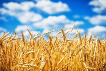 Rural landscape with golden wheat field over blue sky at sunny day.