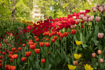 Fototapeta premium Colorful tulips in spring