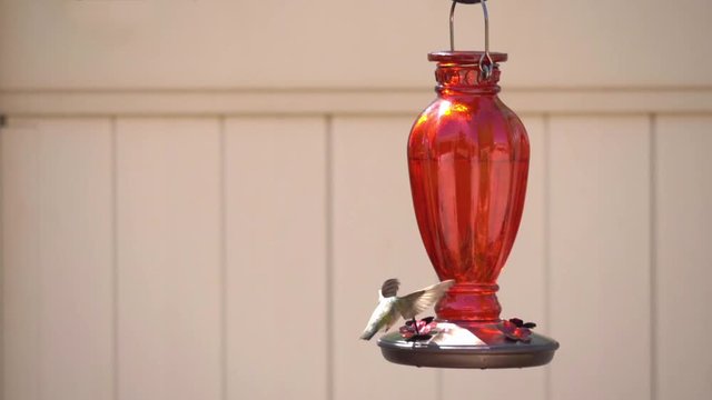 Slow Motion Hummingbird Loop