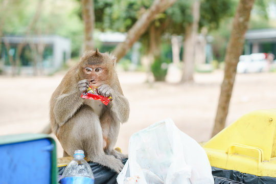 Portrait picture of monkey eating candy on the bin in the natural environment. Monkey is funny and happy and enjoy eating.
