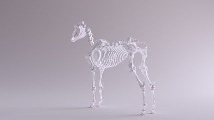 Horse Skeletal System Anatomical Model 3 Quarter Rear Left View 3d illustration 3d render
