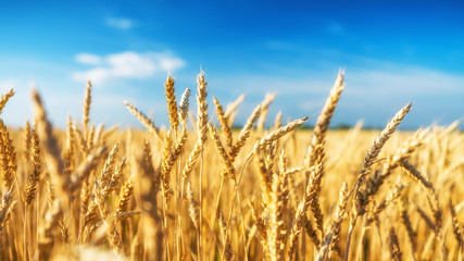 Close up of wheat ears. Golden wheat field over blue sky at sunny day.