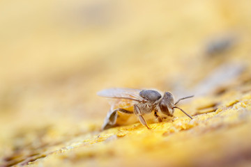 The worker bee is exploring to repair the honeycomb