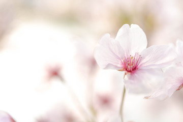 Fototapeta na wymiar Close up on light pink cherry blossom.