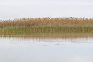 Reed grows on the shore of the lake. Trail on the water from the boat