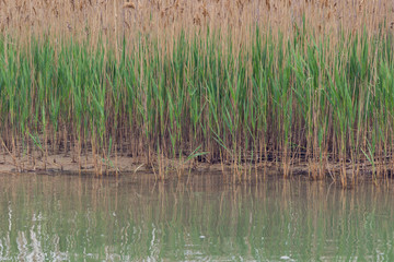 Reed grows on the shore of the lake