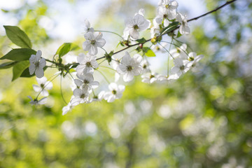 Fototapeta premium Apple tree branch with white flowers on blurred background