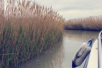 Reed on the shore of the lake, fender in the right side of the frame.