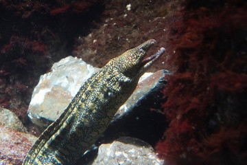 Moray eel