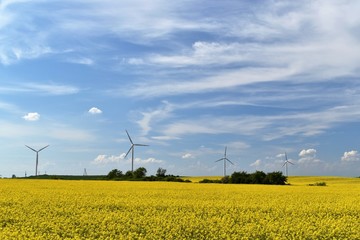 Elektrownia wiatrowa na polu żółtego kwitnącego rzepaku w tle kłębiastych chmur