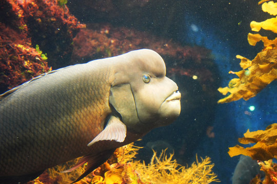 Asian sheepshead wrasse