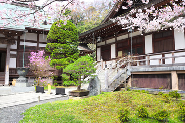 Ancient pavilions and flowering sakura, Hokokuji temple, Kamakura, Japan