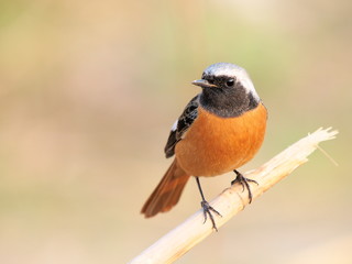 ジョウビタキのオス
