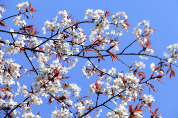 Branch of the blossoming sakura with white flowers