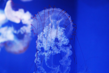 Live jellyfish