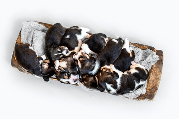 seven cute beagle puppies in the old trough