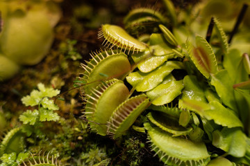 Carnivorous Venus Fly Traps Dionaea muscipula and Sundews Drosera capensis Plants secrete digestive enzymes s until the insect is liquified and its soluble contents digested.