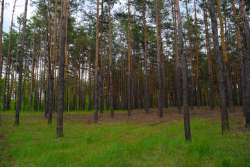 Fototapeta premium Fabulous nature in a pine forest. Summer.