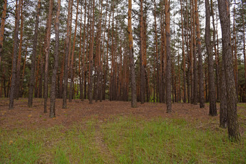 Fabulous nature in a pine forest. Summer.