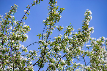 Apple tree blooms against the sky on a blue backgroun