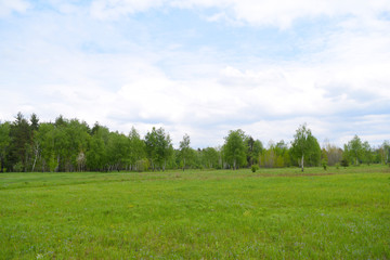 Beautiful green field near the forest. Summer landscape.