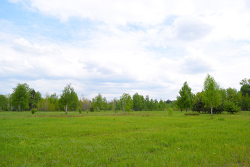 Beautiful green field near the forest. Summer landscape.