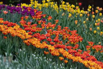 Colorful tulips in spring