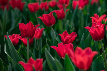 Many bright red tulips in the Park on a Sunny day