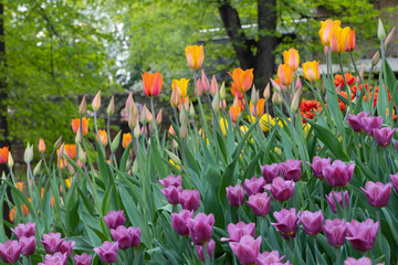 Colorful tulips in spring