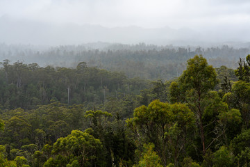 Forest scene in the Franklin-Gordon Wild Rivers National Park, Tasmania. Seen from the Gordon River Road.