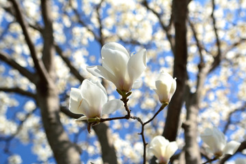 早春のハクモクレンの花が青空を背景に