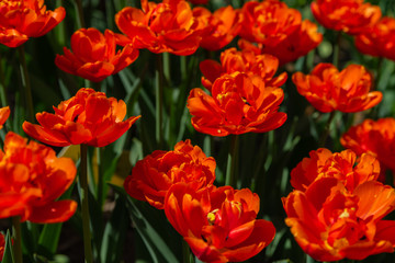 Many bright orange and red tulips in the Park on a Sunny day