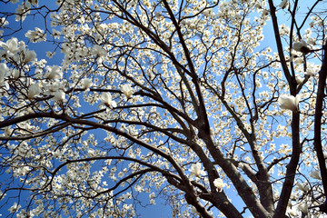 早春のハクモクレンの花が青空を背景に