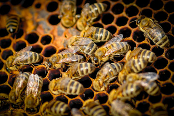 Bees On Honeycomb In Apiary