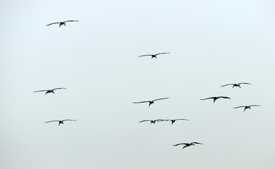 Many birds flying (Asian Openbill, Anastomus oscitans)