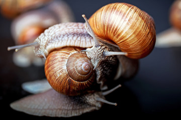 big snails crawling one on one in the studio