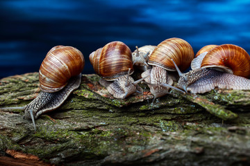 big snails crawling one on one in the studio