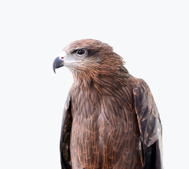 head of Black Kite Bird isolated on white background