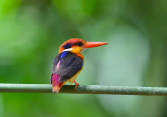 Colorful Kingfisher bird, Black-backed Kingfisher (Ceyx erithacus), side profile