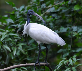 Black Headed Ibis resting on a branch