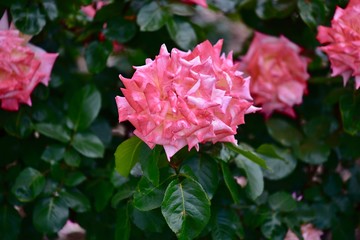 日本の美しいバラ