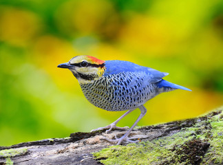 Bird Colorful of Blue Pitta male (Pitta cyanea), Standing on a log, in nature, in Thailand