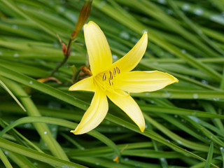Fototapeta premium Hemerocallis minor - Lis du jour nain ou lis à feuilles larges de couleur jaune 