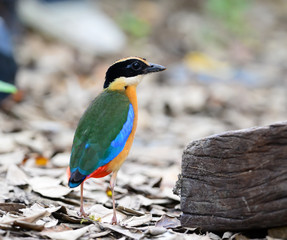 Beautiful Bird Blue-winged Pitta (Pitta moluccensis)