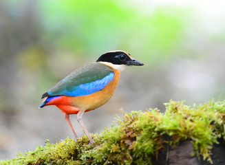 Beautiful Bird Blue-winged Pitta (Pitta moluccensis)