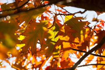 red foliage trees in the oak