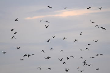 Flying pigeons